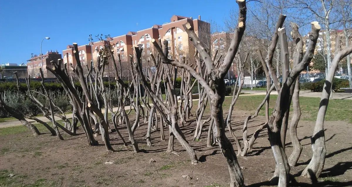 Filari di alberi appena sottoposti a potatura mandorlo, con i loro rami spogli e tagli netti, si stagliano contro un cielo azzurro.