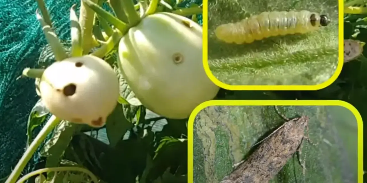 Pomodori danneggiati dalla tuta absoluta. Inseriti insetti: larva e adulto.