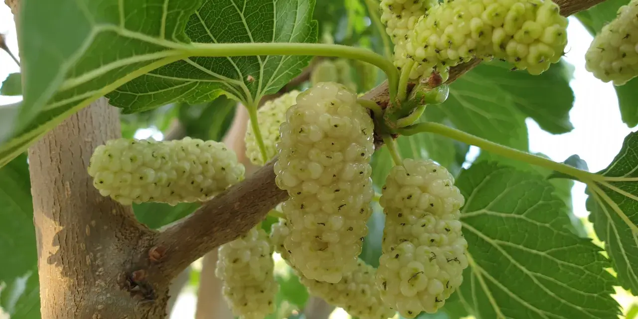 Grappoli di frutto del gelso bianco, ancora acerbi, pendono da un ramo tra foglie verdi.