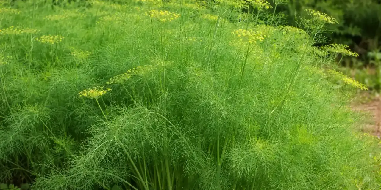 Un campo rigoglioso di finocchietto selvatico con ombrellini gialli. È il momento ideale per capire quando raccogliere semi di finocchietto selvatico per il tuo raccolto.
