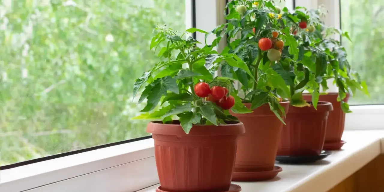 Pomodori in vaso sul davanzale, con frutti rossi e verdi che promettono un raccolto gustoso.