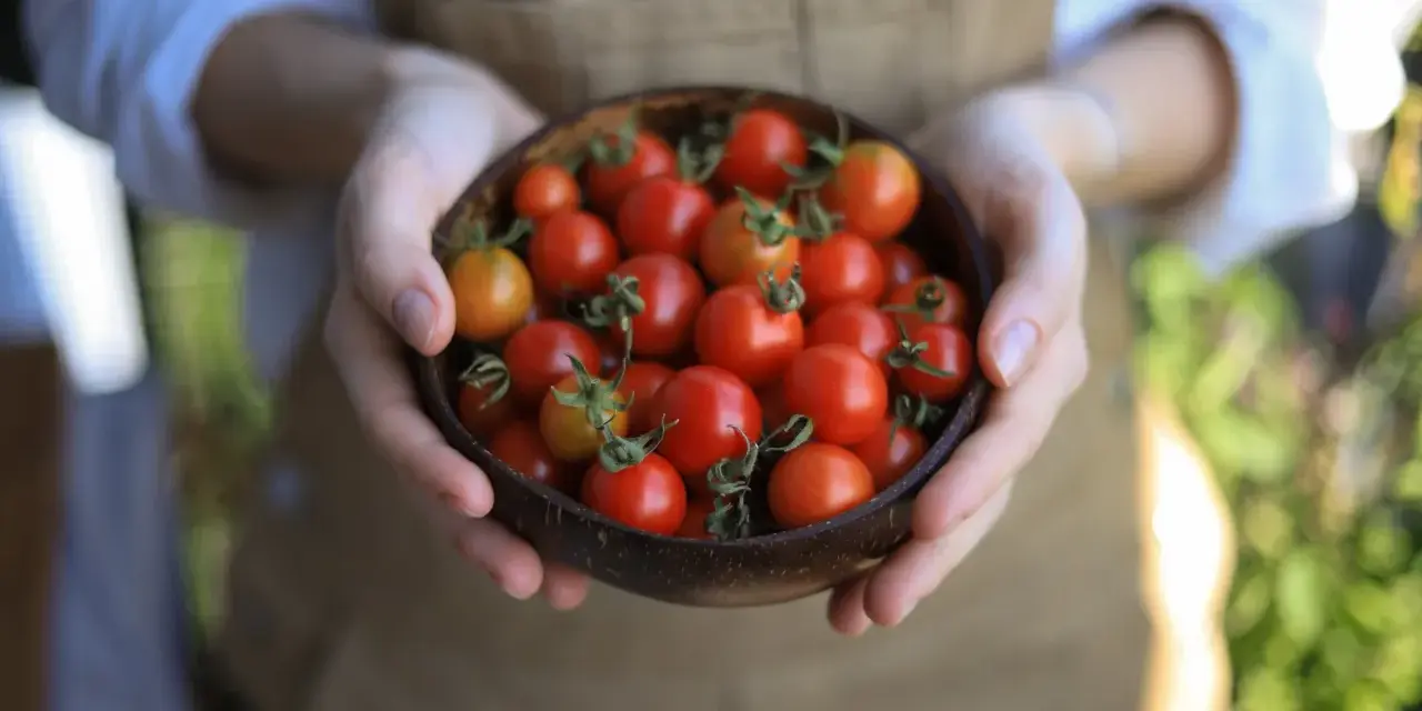 Mani che tengono una ciotola di pomodorini freschi, un invito a scoprire i trucchi per coltivare pomodori succosi e saporiti.