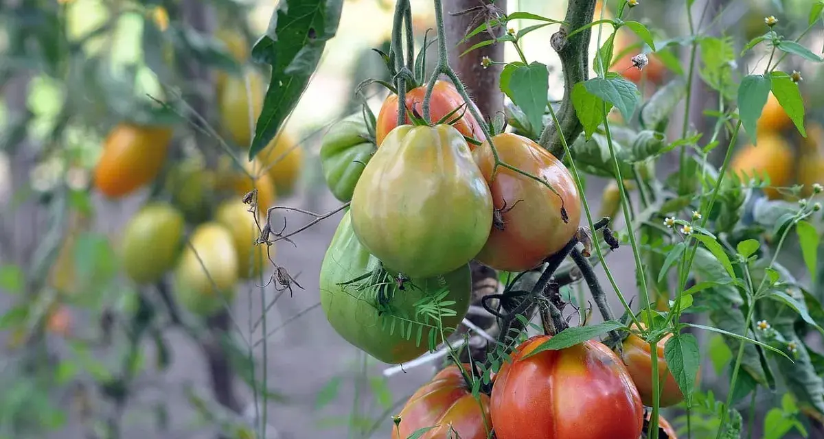 A cluster of ripening tomatoes, some green and some red, hang from a vine with green leaves and small white flowers.
