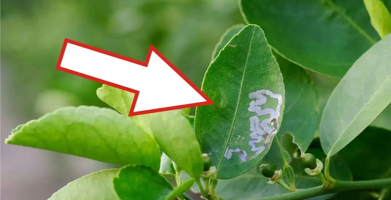 Foglia di agrumi con gallerie di minatrice serpentina. Scopri i rimedi naturali per combatterla.