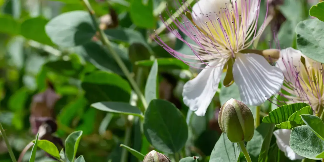 Fiori bianchi e boccioli verdi di cappero, un invito a scoprire quando si seminano i capperi per gustare i loro frutti.