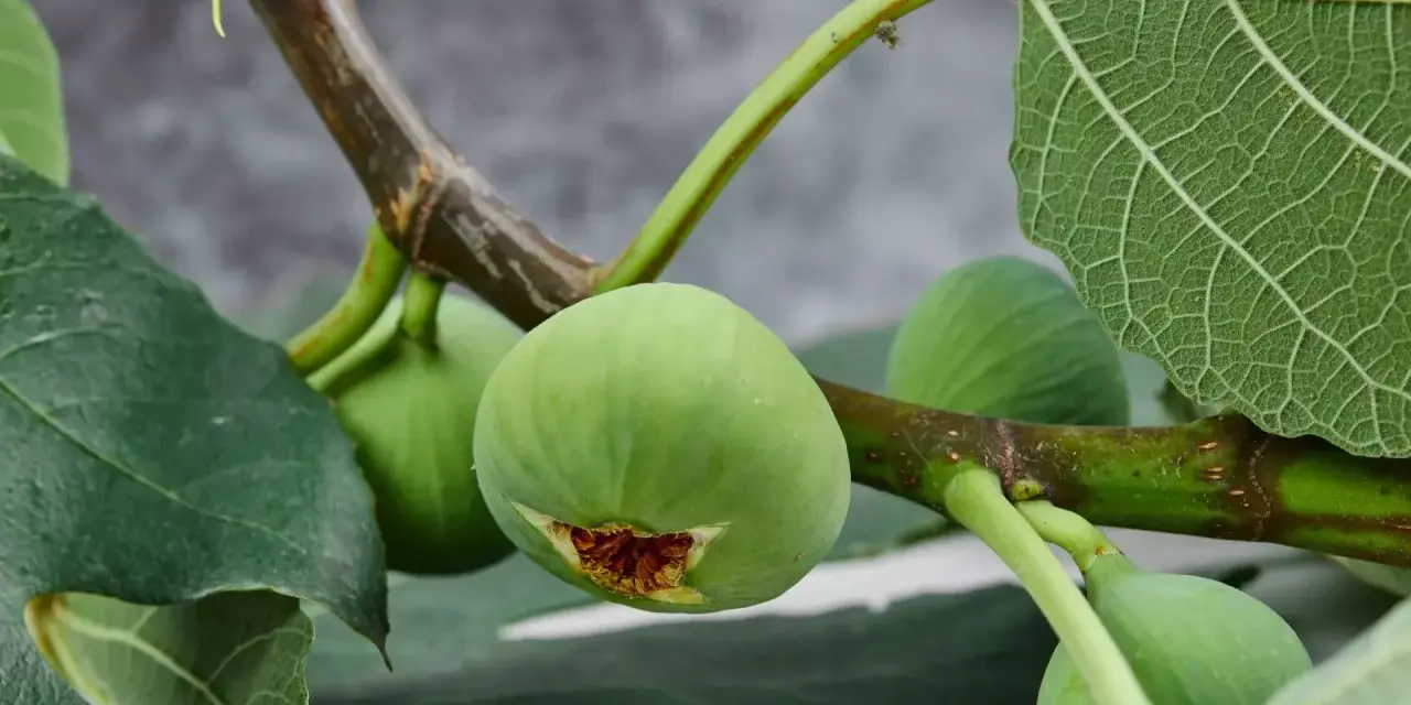 Un ramo di fico con frutti verdi e foglie rigogliose. Una talea di fico in acqua, in attesa di radicare.