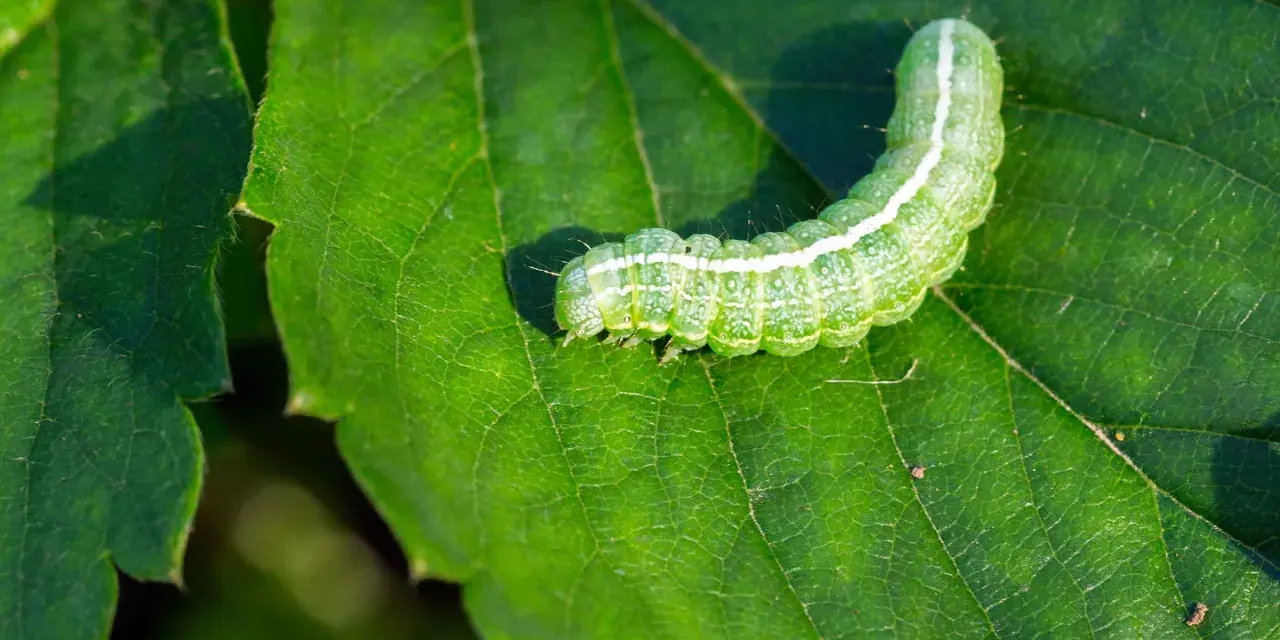 Un bruco verde su una foglia. Scopri come eliminarli con rimedi naturali.