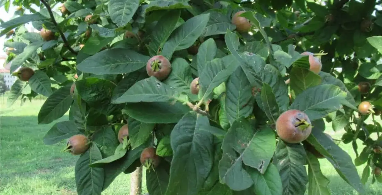 Nespolino maturo su ramo. I noccioli di nespole si possono piantare per far crescere nuovi alberi.