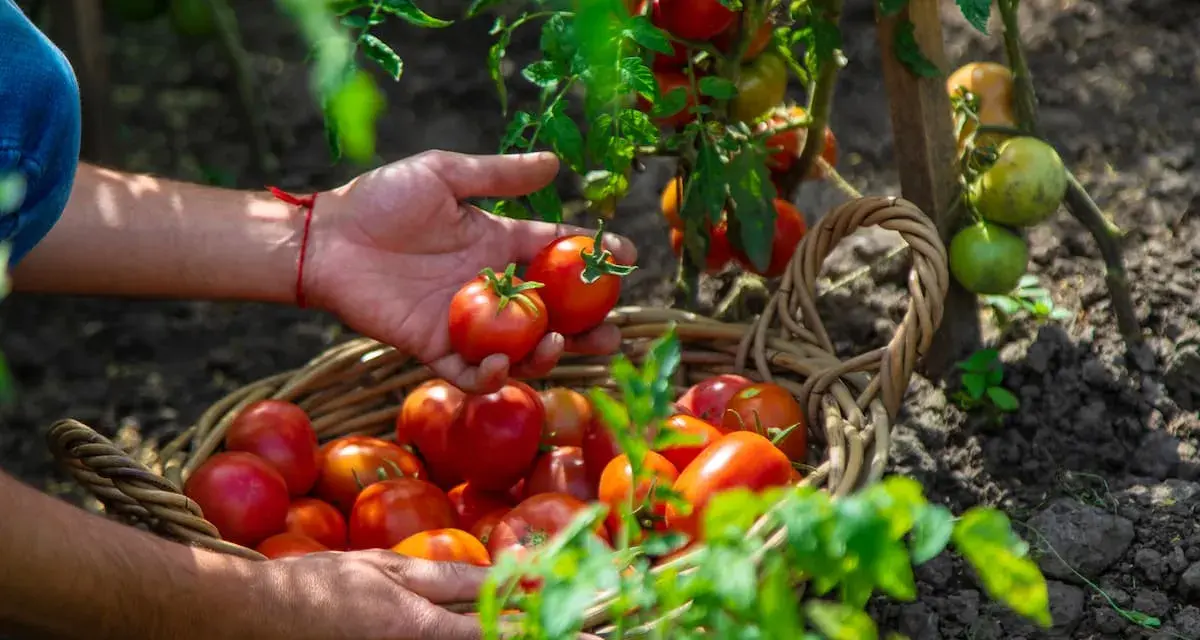 Raccolta di pomodori freschi, perfetta frutta di stagione giugno, in un cesto di vimini.