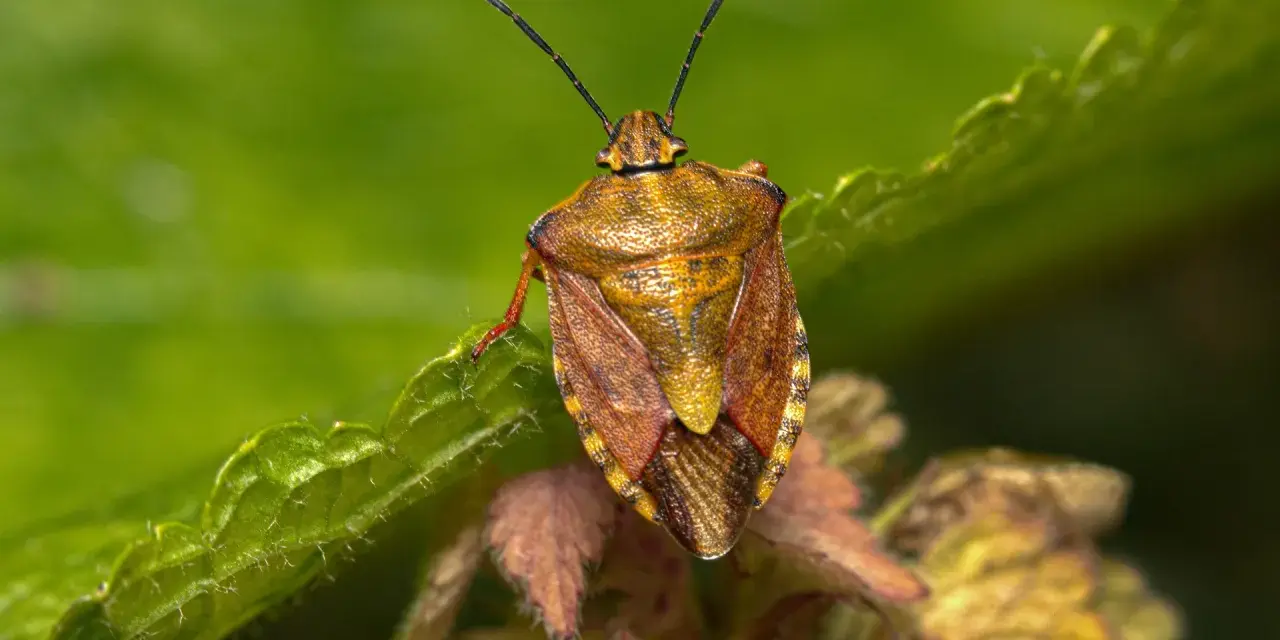 Insetto simile a una cimice, con un corpo marrone dorato e ali screziate, posato su una foglia verde.