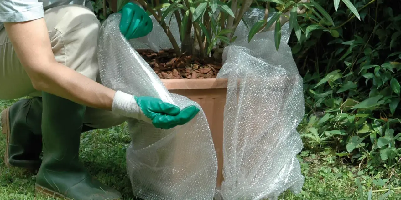 Persona con guanti verdi avvolge una pianta in vaso con pluriball per proteggere le piante dal freddo sul balcone.