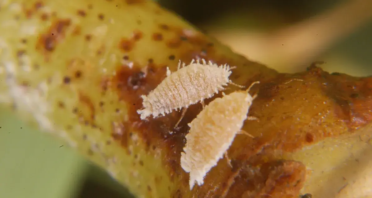 Insetti Planococcus ficus vite su un ramo.