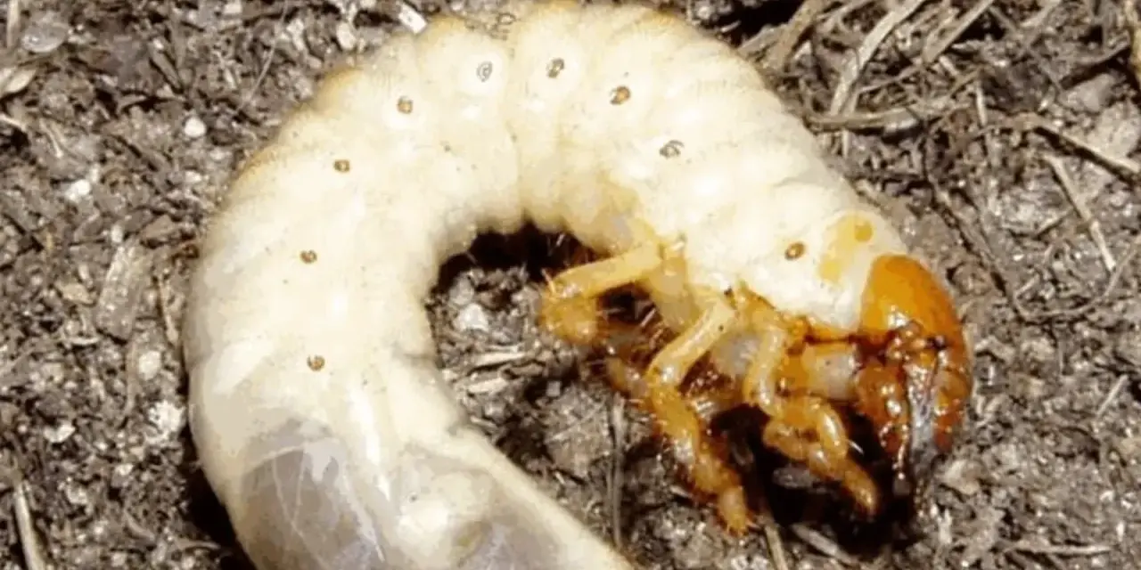 Larve di maggiolino biancastre con zampe gialle, accoccolate nel terreno scuro.
