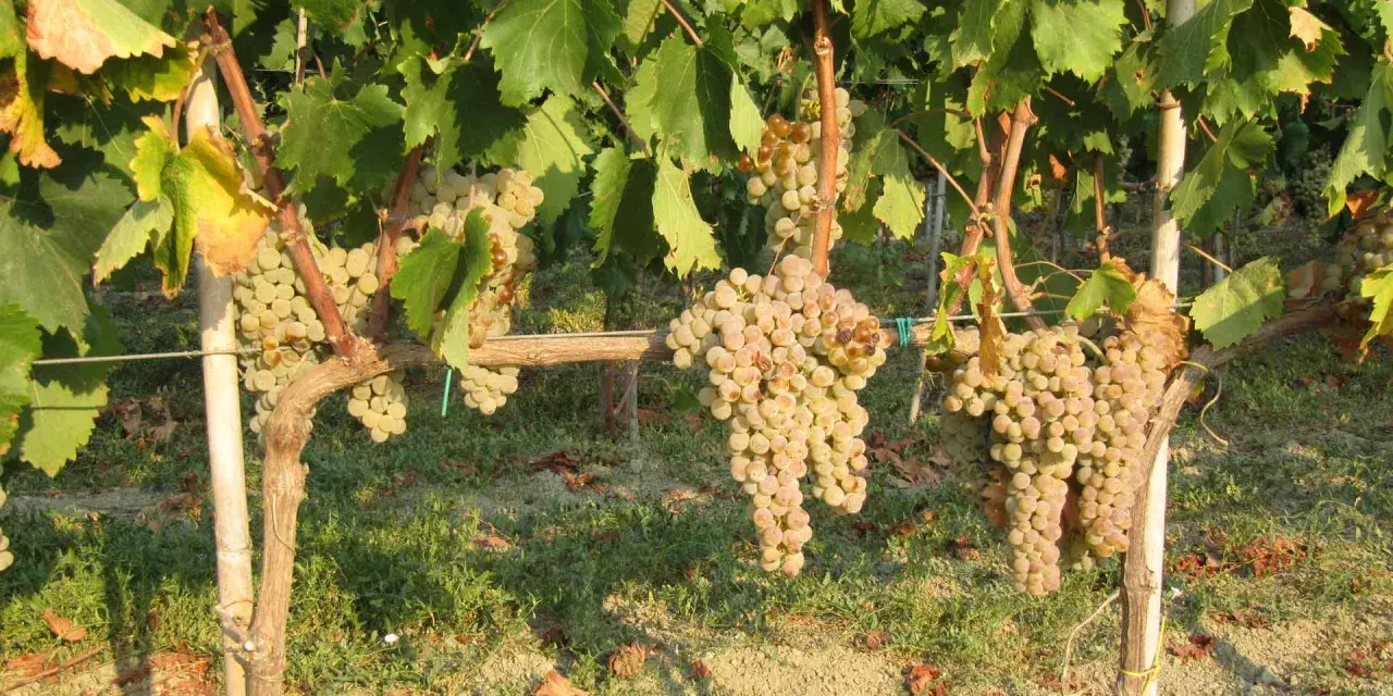 Grappoli d'uva bianca pendono da viti rigogliose, pronte per la potatura verde.