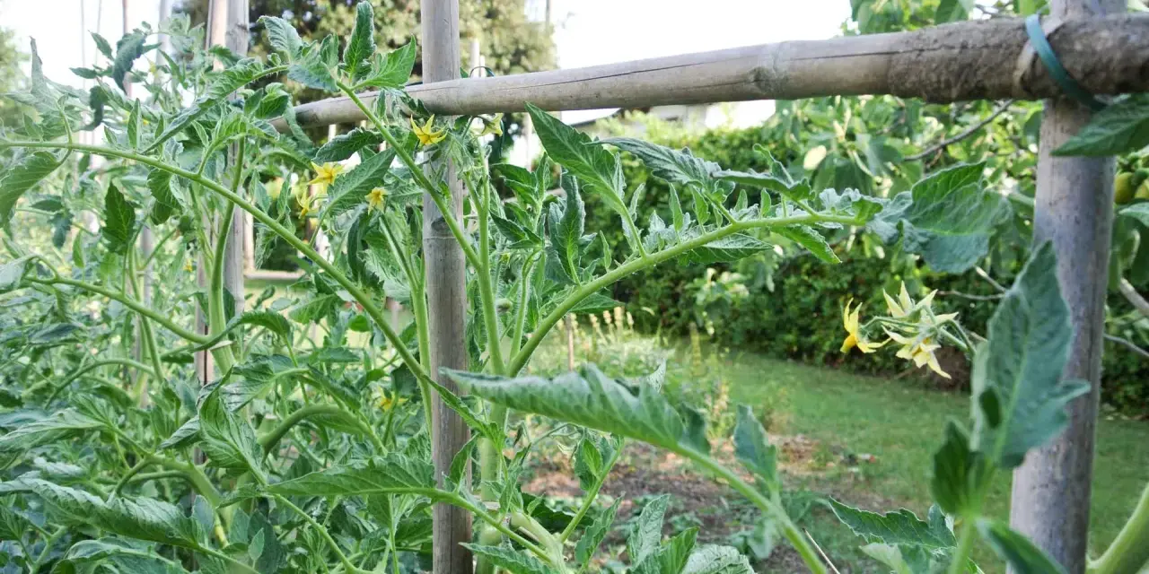Tomato plants with green leaves and yellow flowers are supported by bamboo stakes.