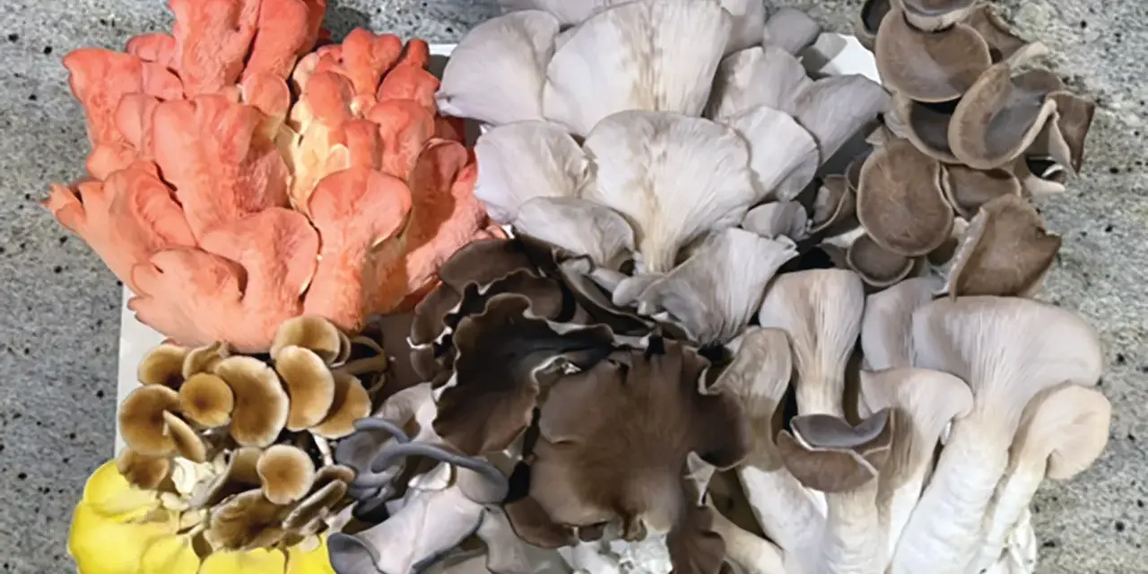 Varietà di funghi ostrica colorati: rosa, gialli, marroni e bianchi. Un esempio di crescita sana, senza malattie fungine.