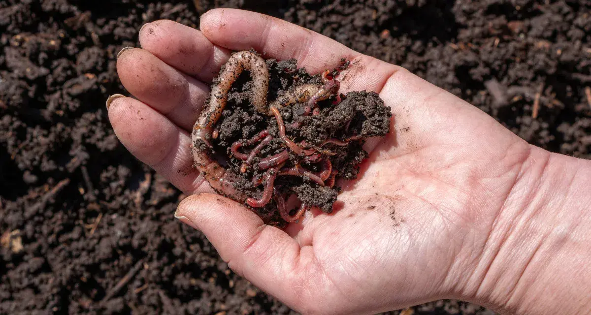 Mano che tiene lombrichi e terra, un esempio di allevamento lombrichi per compostaggio.