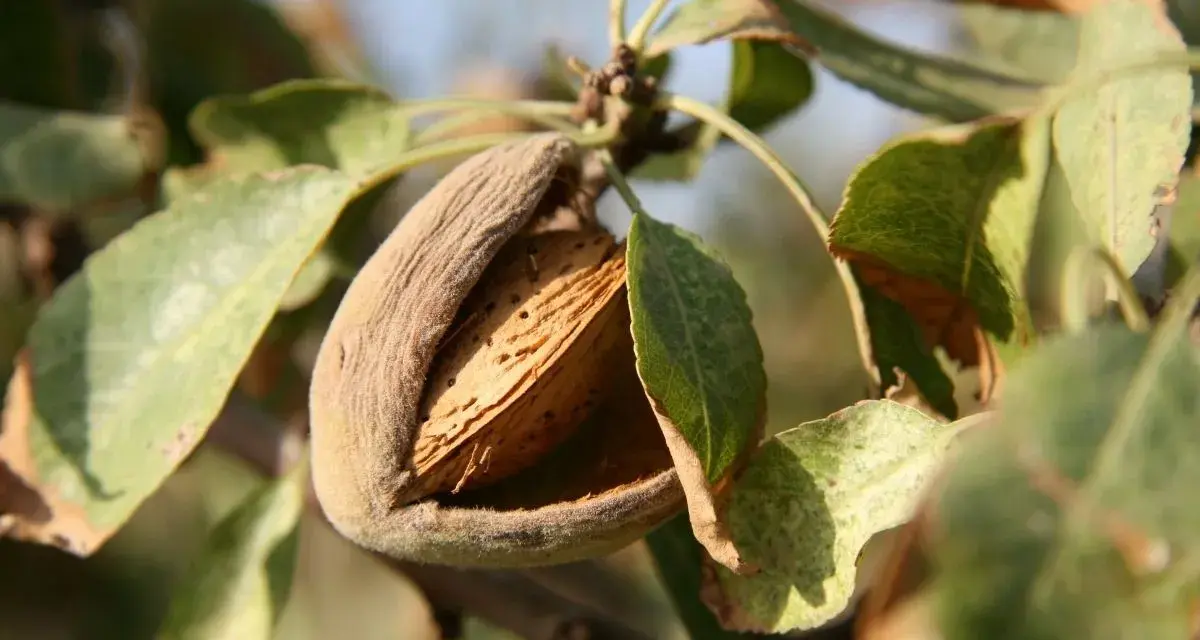 Mandorla matura su un ramo, con il mallo aperto che rivela il guscio. Potrebbe essere un segno di malattie del mandorlo o semplicemente la maturazione.