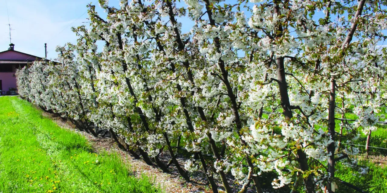 Fioritura di ciliegi in un frutteto, con alberi carichi di fiori bianchi e un prato verde. Le foglie del ciliegio sono ancora giovani e verdi.