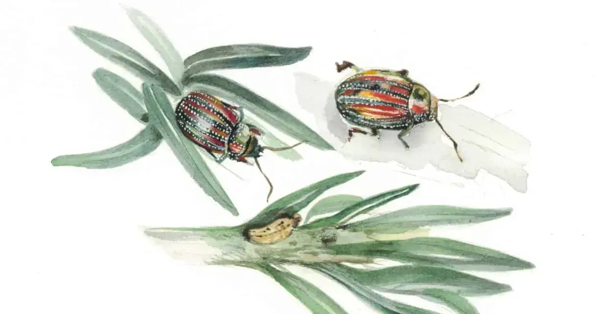 Chrysolina americana, due coleotteri colorati su rami verdi, uno con uova.
