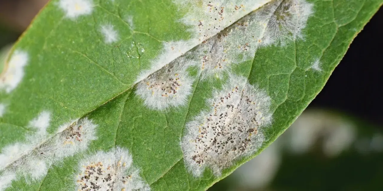 Macchie bianche e grigiastre su foglia verde, indicative di malattie piante. Si vedono spore fungine.