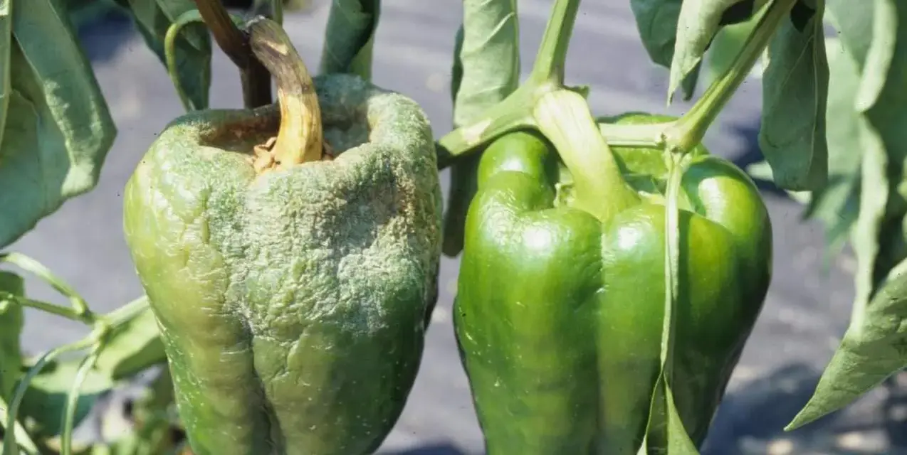 Peperone malato con superficie rugosa e biancastra, a confronto con uno sano e verde. Evidenzia le malattie del peperone.