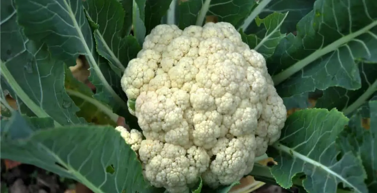 Un cavolfiore bianco e compatto, pronto per essere raccolto, circondato da foglie verdi. Un segno che è il momento giusto quando si piantano i cavolfiori.