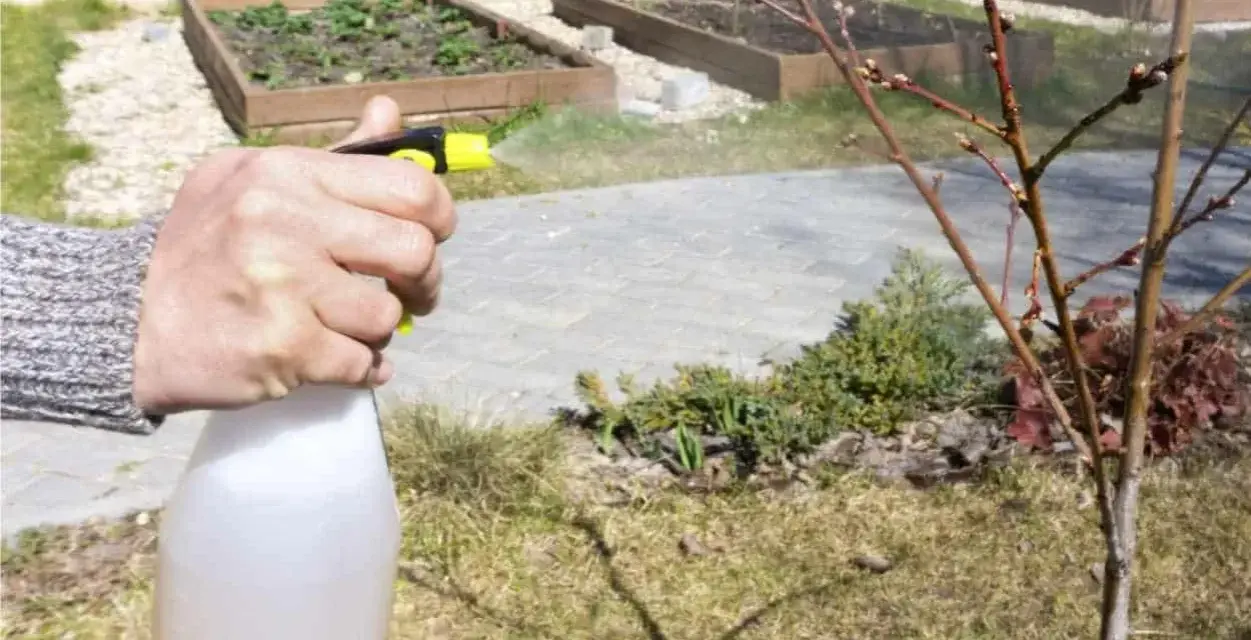 Mano spruzza un albero con una soluzione a base di zolfo contro la monilia, proteggendo le gemme.