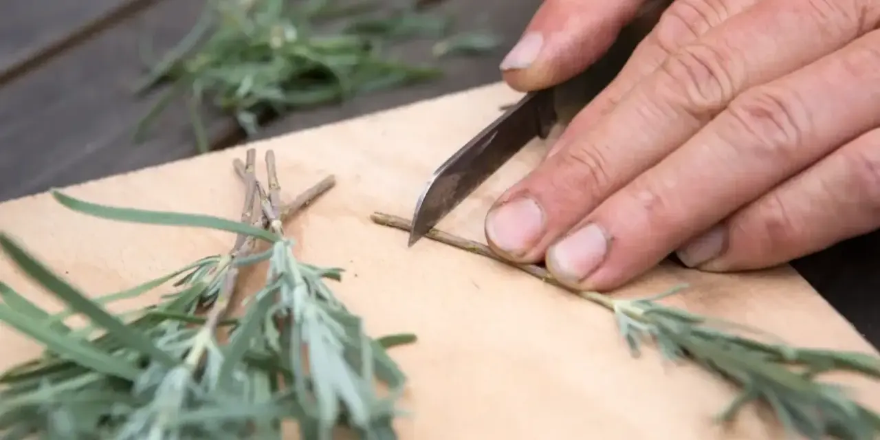 Mani esperte preparano una talea di lavanda, tagliando con cura un rametto su un tagliere di legno.