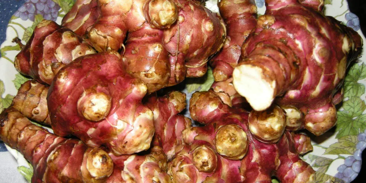 Topinambur appena raccolti, pronti per essere cucinati. Il loro sapore ricorda quello dei carciofi.
