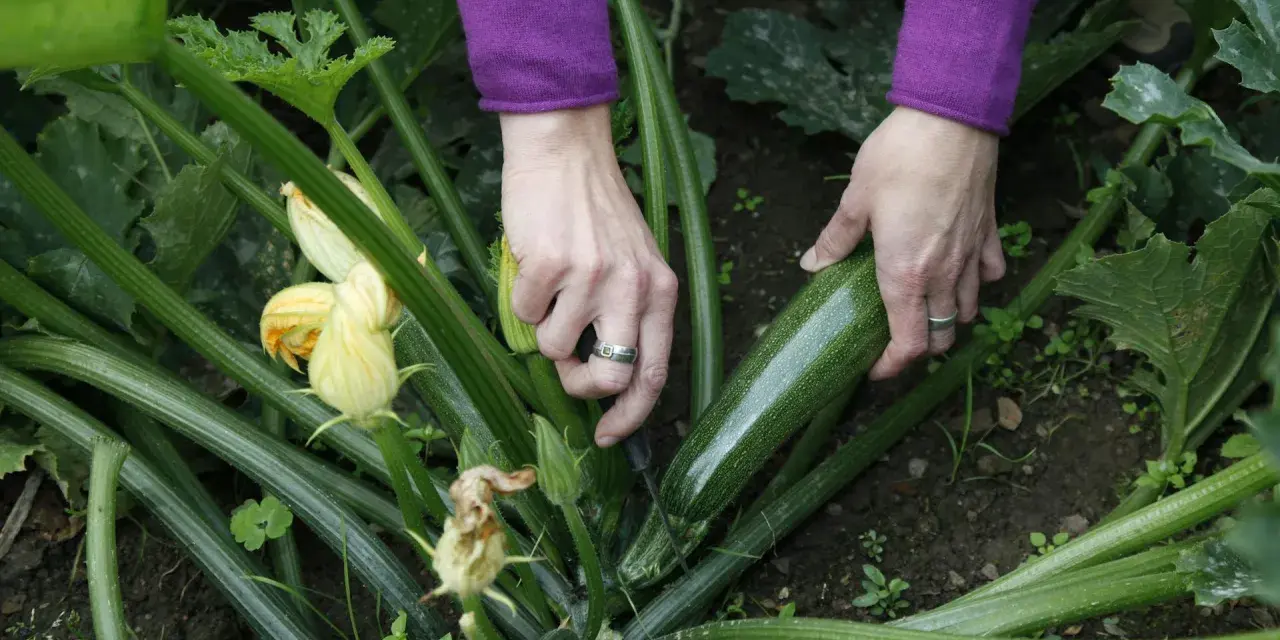 Mani che raccolgono una zucchina matura, un segno che è il momento giusto per raccogliere le zucchine.