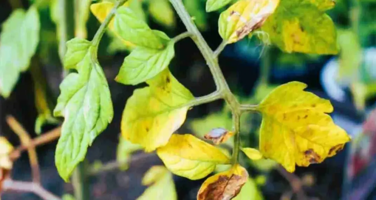 Foglie di pianta di pomodoro ingiallite e secche, con macchie marroni, indicano un problema di salute della pianta.