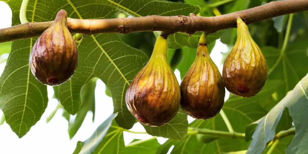 Fichi maturi pendono da un ramo, annunciando il periodo fichi. Le foglie verdi fanno da sfondo a questi dolci frutti.