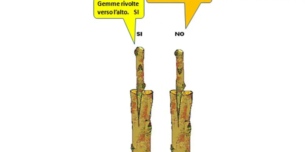 Illustrazione sul corretto innestare: gemme verso l'alto (SI), verso il basso (NO).