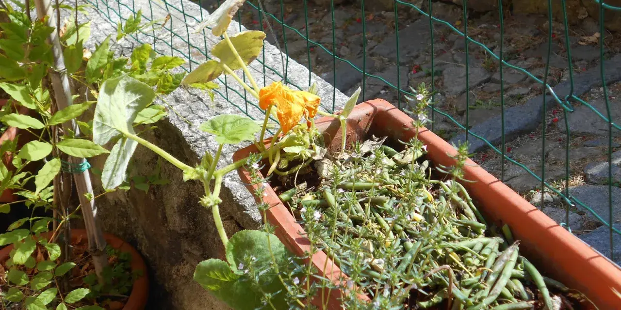 Piantare semi di zucca in vaso: una giovane pianta di zucca con un fiore arancione e fagiolini in un vaso di terracotta.