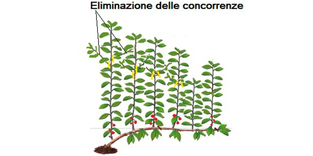 Illustrazione di potatura ciliegio: eliminazione delle concorrenze con tagli gialli e frutti rossi.