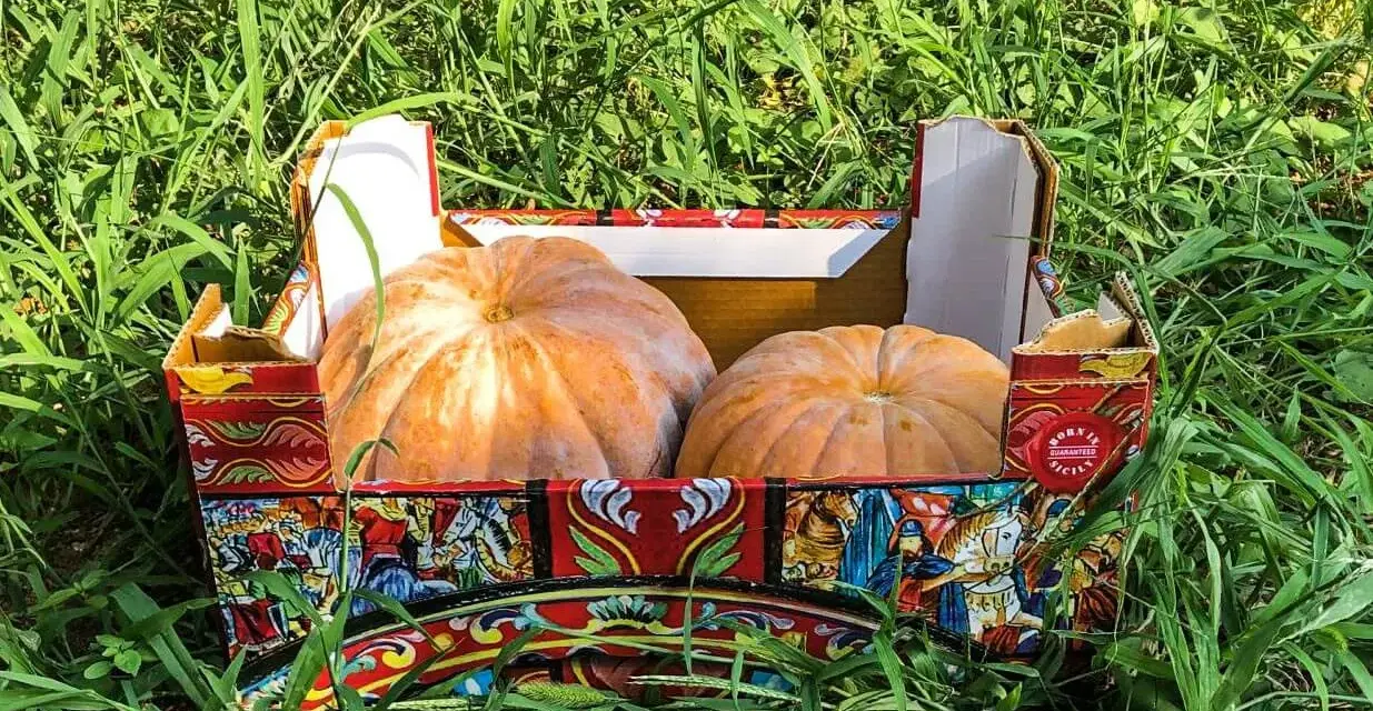 Due zucche di Provenza riposano in una scatola decorata con scene siciliane, immerse nell'erba verde.