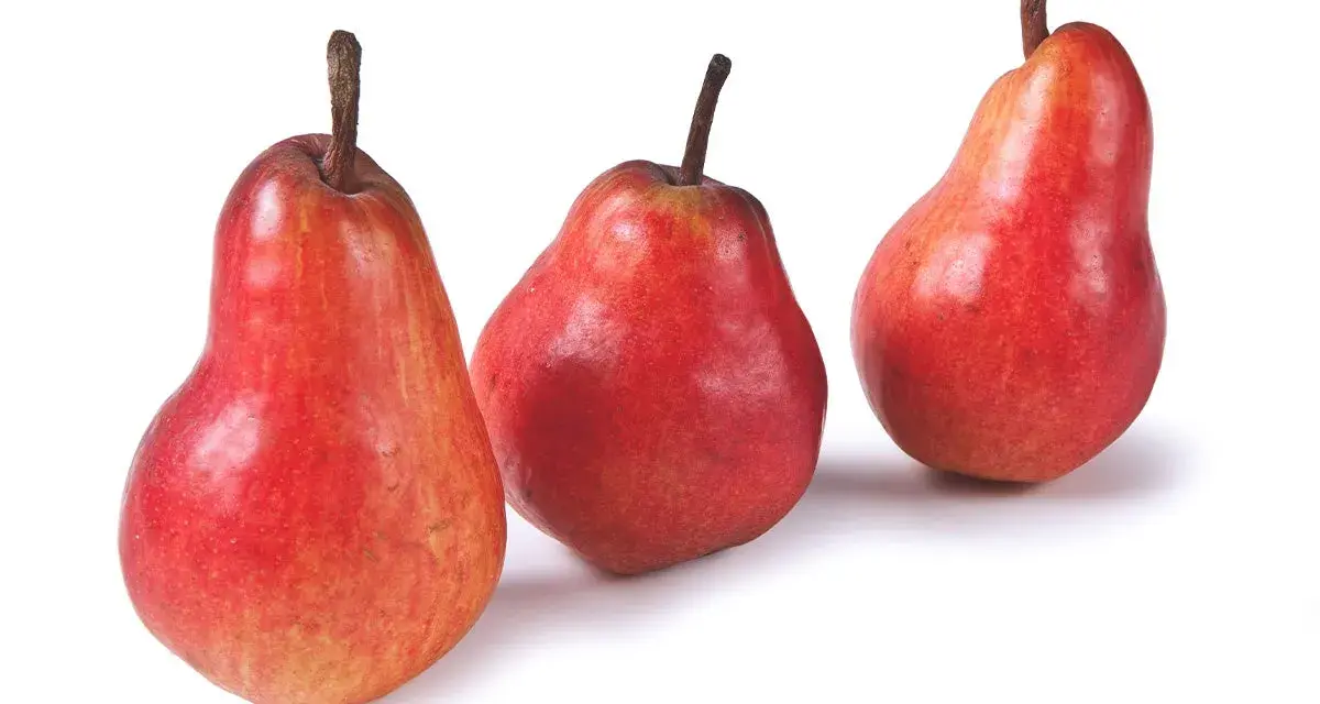 Tre pere rosse, varietà invernali, con picciolo scuro su sfondo bianco.