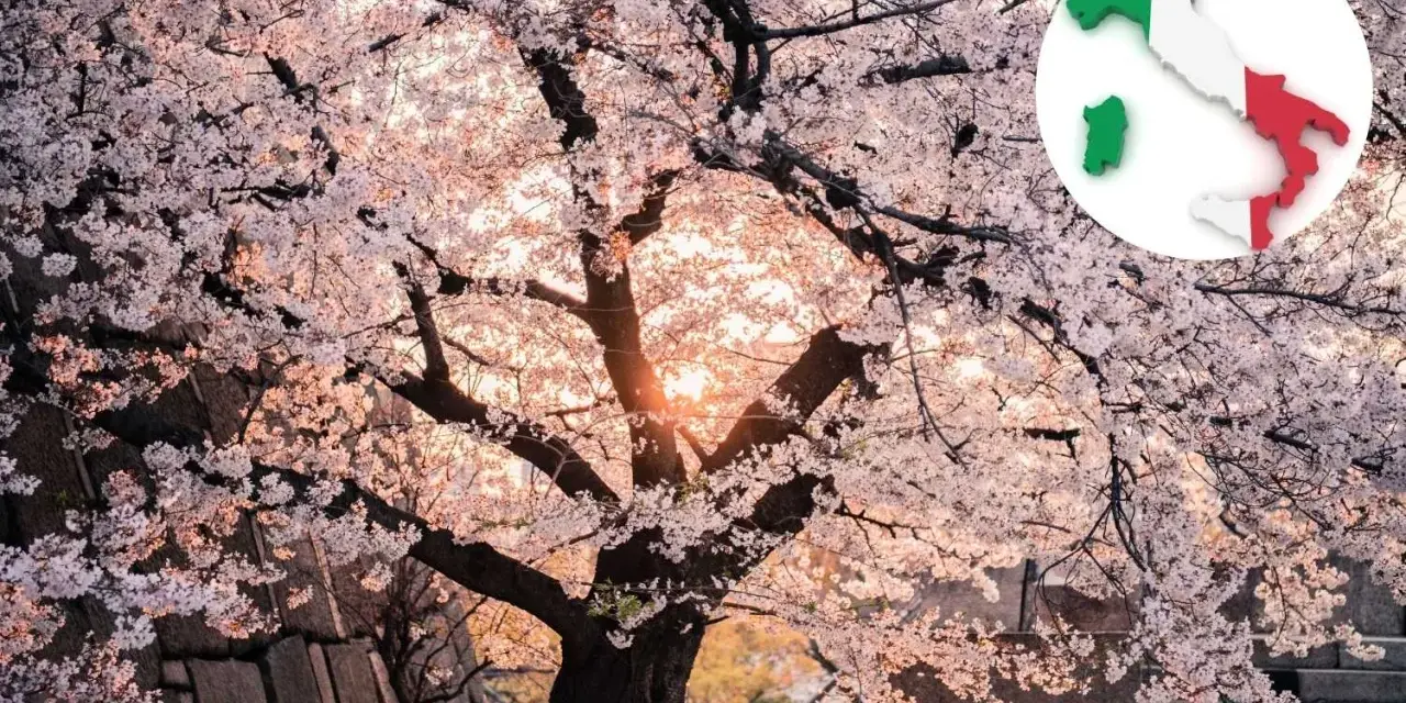 Un maestoso ciliegio in fiore, con i suoi petali rosa che danzano alla luce del tramonto, ricorda la bellezza della primavera italiana.