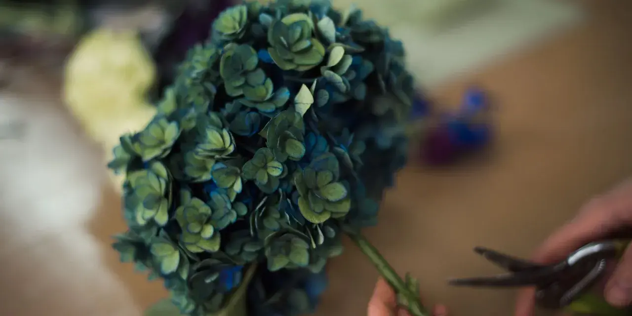 Un mazzo di ortensie blu-verdi, in piena fioritura, viene preparato con delle forbici.