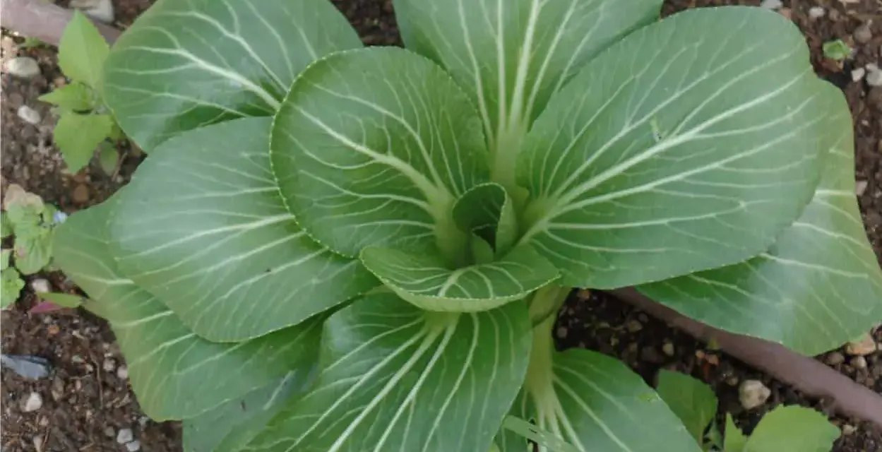 Giovane pianta di pak choi nel terreno, con foglie verdi brillanti e venature bianche evidenti.