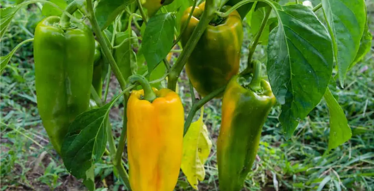 Peperoni verdi e gialli pendono dai rami. La temperatura minima ideale per la loro crescita è di 15°C.