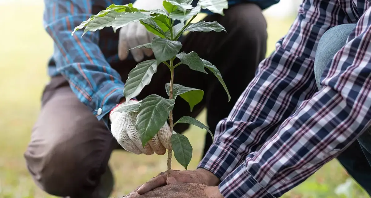 Mani esperte che piantano un giovane albero da frutto. Il momento giusto per piantare alberi da frutto è ora, per un futuro raccolto.