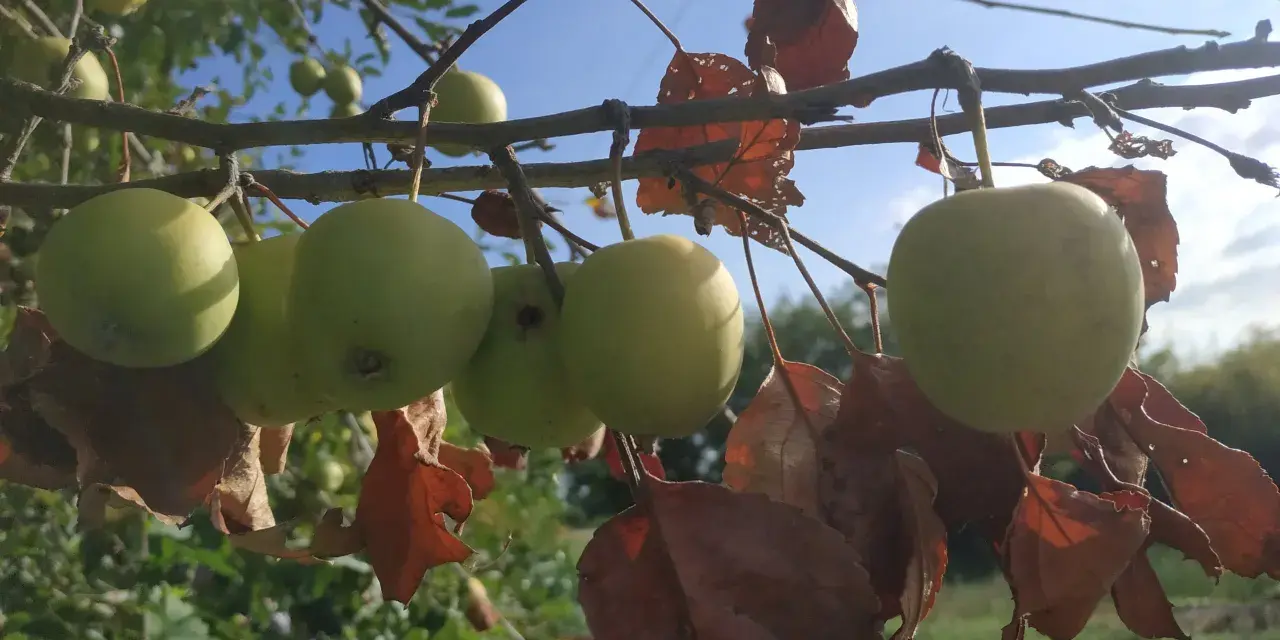 Mele verdi acerbe pendono da un ramo, con foglie secche e marroni. Quanti anni ha la melo? Chissà, ma promette un buon raccolto.