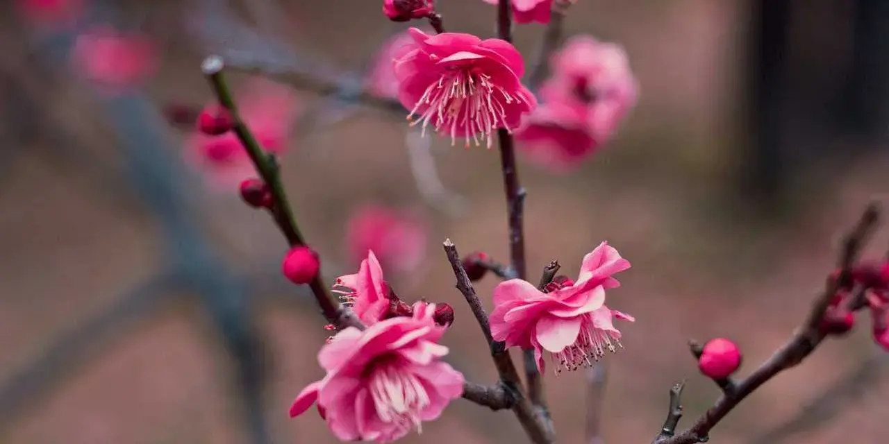 Fiori rosa intenso, forse pesco o ciliegio, con petali delicati e boccioli tondi. La differenza tra fiori di pesco e ciliegio è sottile.