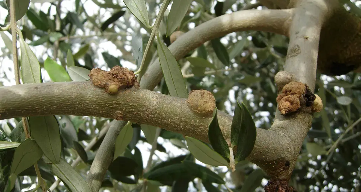 Rami di ulivo con corteccia malata, mostrando escrescenze tumorali sul tronco e sui rami, segno di malattie.