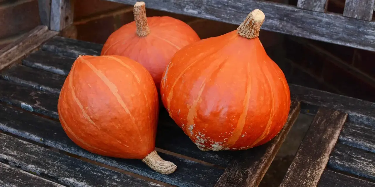 Tre zucche Hokkaido arancioni, con la loro buccia liscia e striata, riposano su una panca di legno consumato dal tempo.