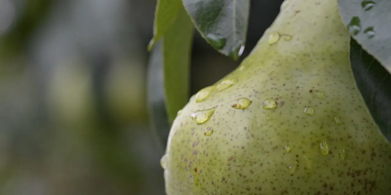 Gocce d'acqua brillano sulla buccia di una pera verde, appesa a un pero albero.
