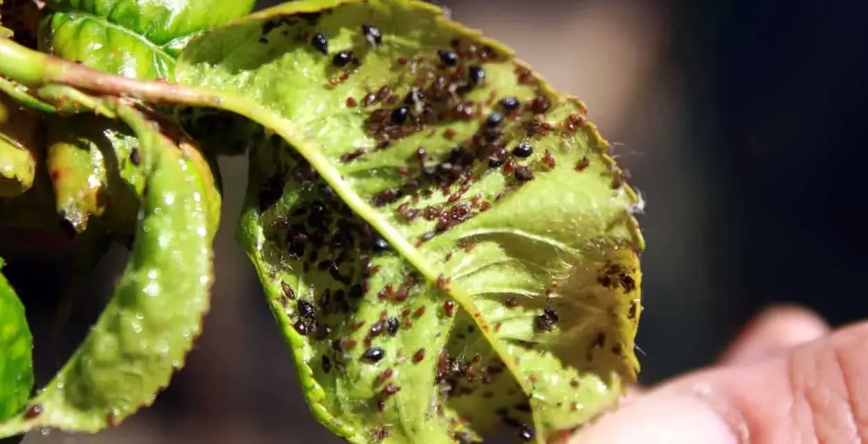 Foglie appiccicose piene di afidi. Si cercano rimedi naturali per liberare le piante da questi parassiti.