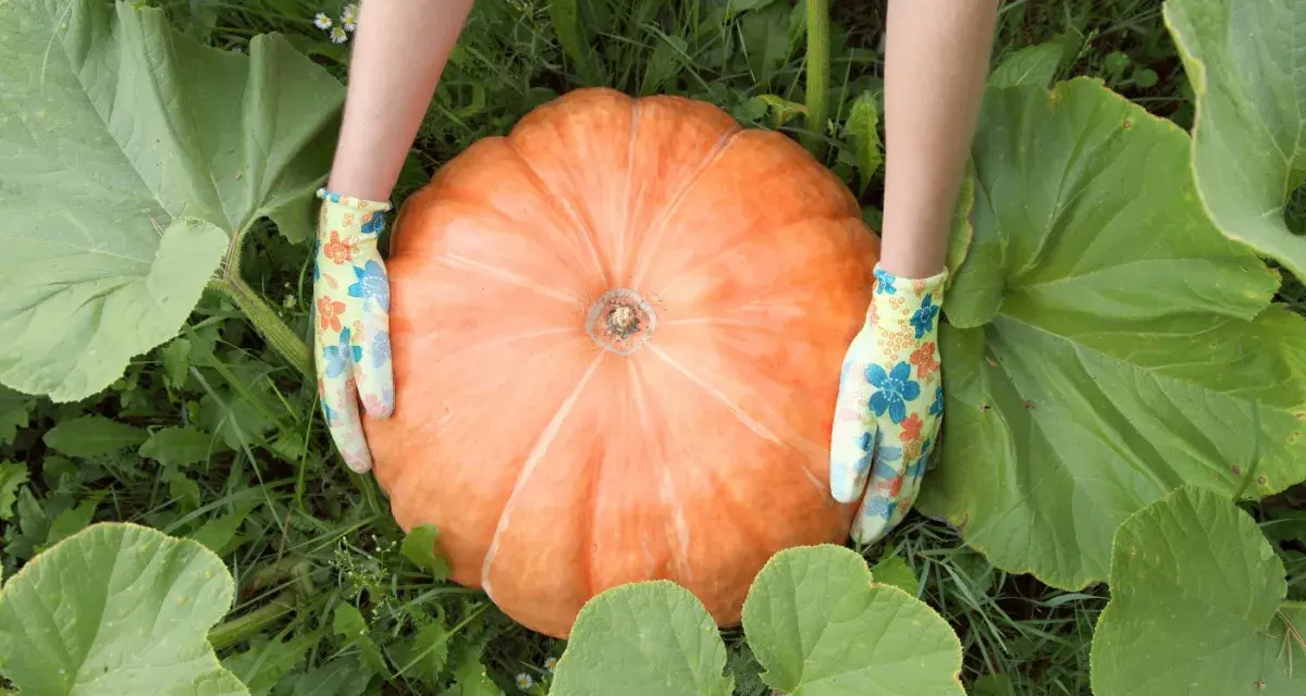 Mani guantate accarezzano una grande pianta di zucca arancione, circondata da foglie verdi.